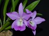 Bc. Little Mermaid 'Janet' AMAOS
